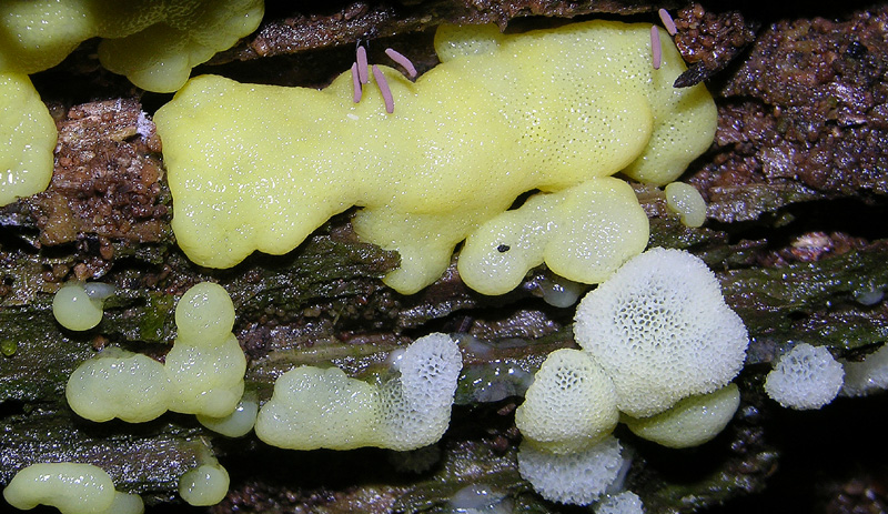 Dal bianco al viola..